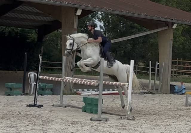 Poney cso/cce