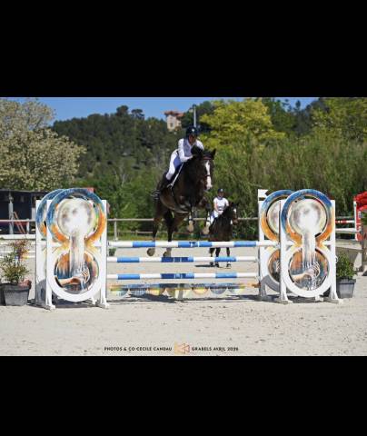 Cheval hongre selle français 