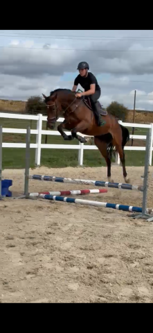 Cheval de sport