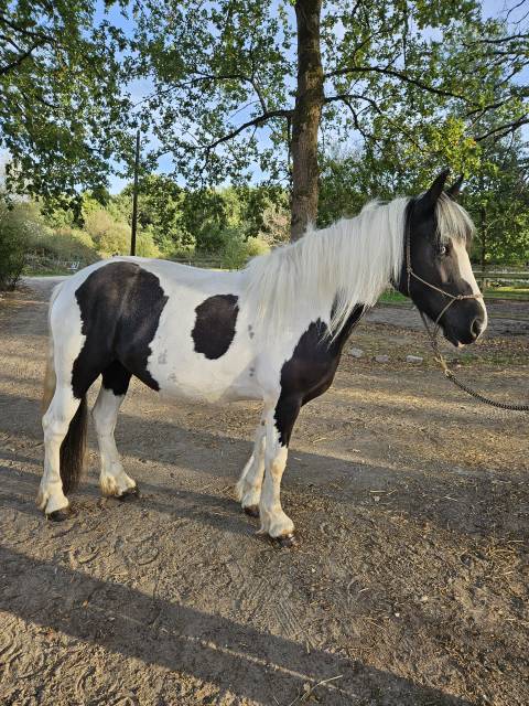 Lumière – 5 ans – 1m52 – type irish cob 