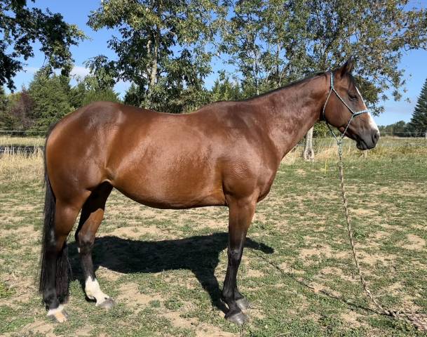 Pour repro ou compagnie jument paint horse pp 9 ans
