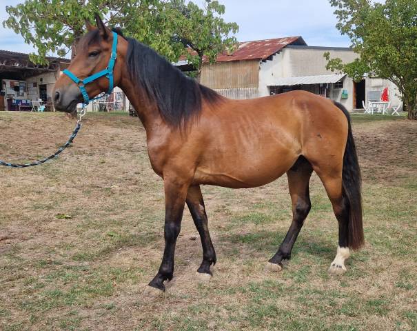 A vendre, mahory