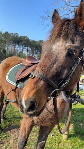 Cheval à donner 