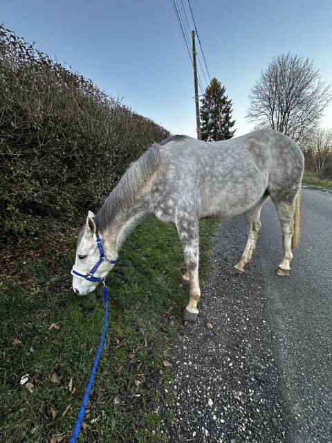 Sublime hongre ps 5 ans gris — n’a jamais couru — poten
