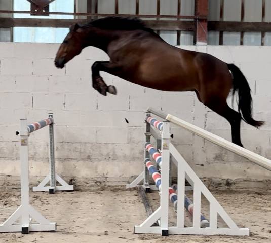 Sf 3 ans hongre 1m65 top amateur 