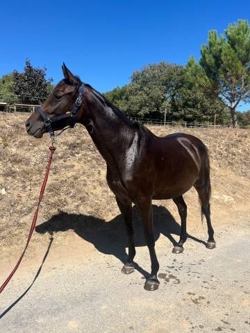 Ponette 3ans et demi hors côtes