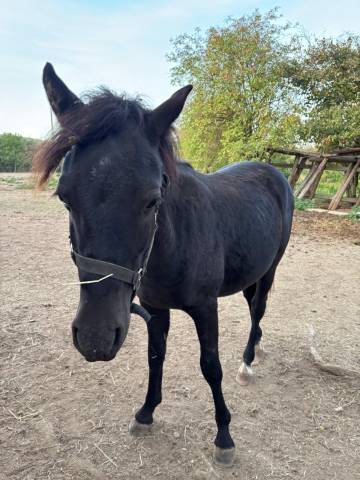 A vendre prince noir d'lve 
