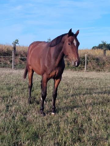 Cheval