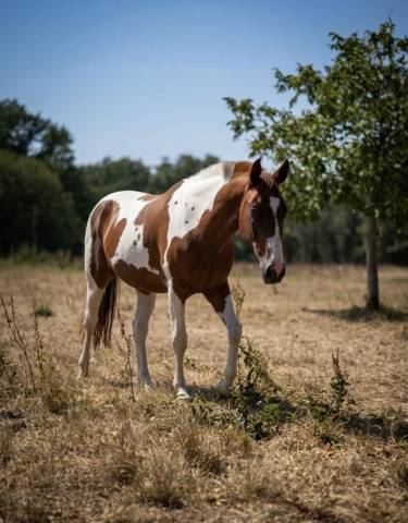 Poulain 2 ans aes