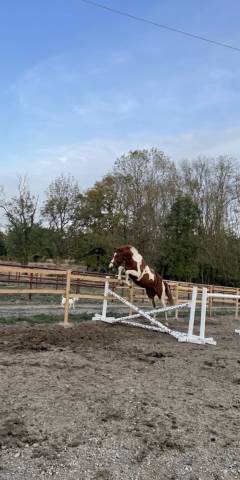 Poulain 2 ans aes