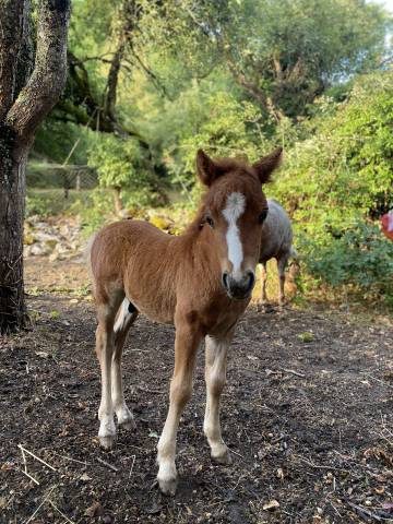 Poney