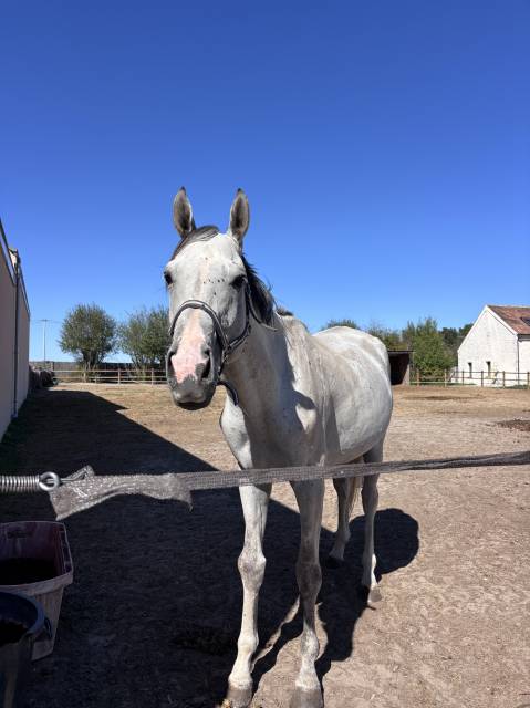 Cheval 5 ans urgent