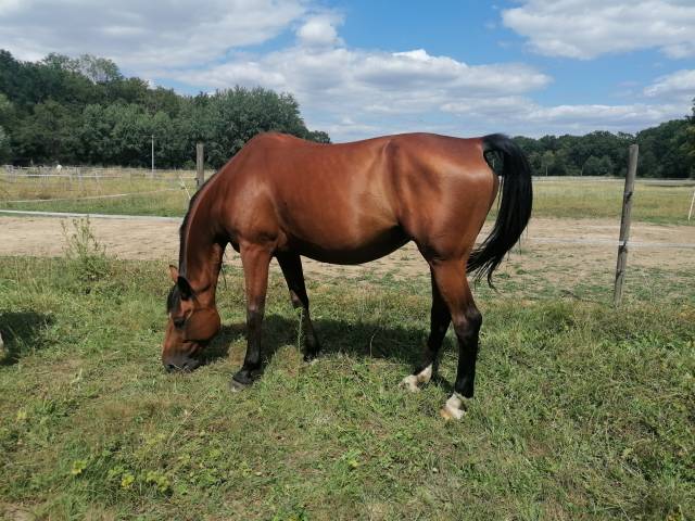 Cheval - aube - loisirs