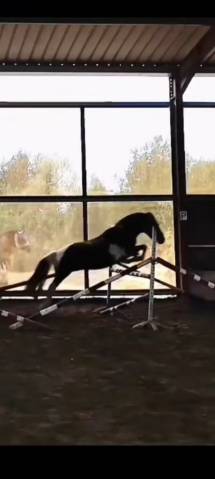Poney onc pottock