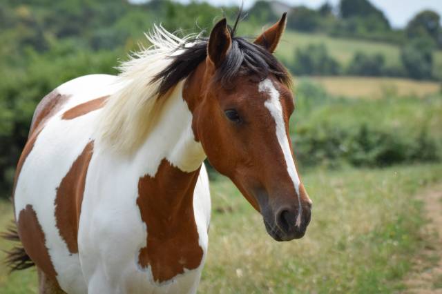 Plume de la soie, poulliche pfs pie bai - 18 mois