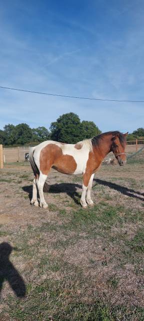 Jument poney 2 ans et demi