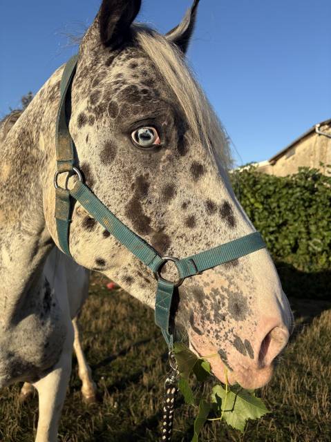Appaloosa à vendre - naos jeune de 4 ans