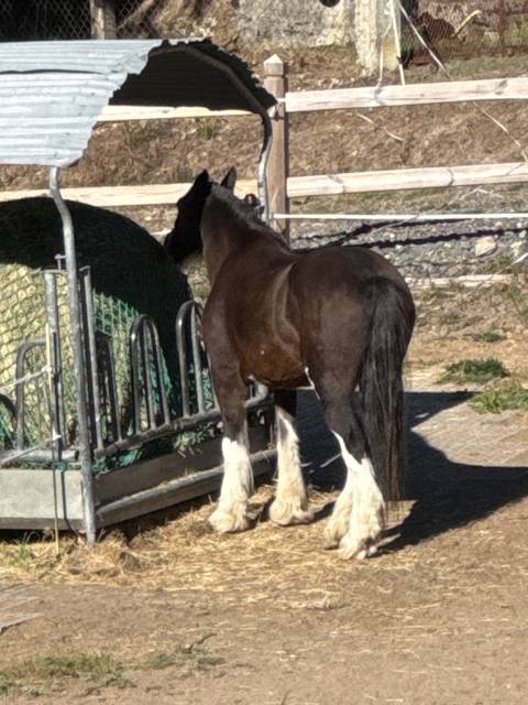 Jument gypsy cob