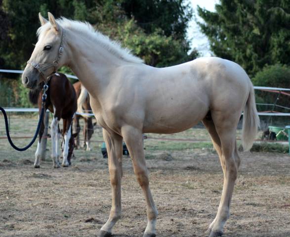 Poulain mâle sbs sport 