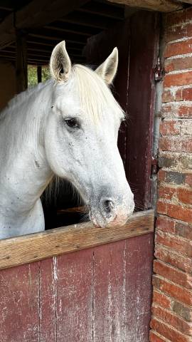 Dilun des près vieux — hongre camargue — 13 ans