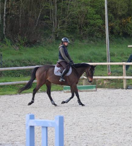 Hongre ps 5ans