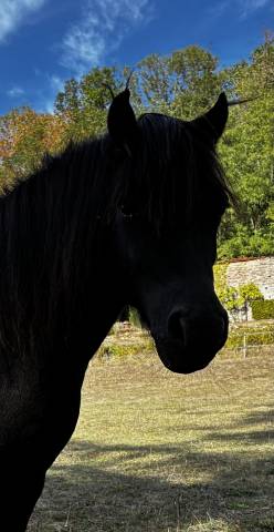 Hermione winsmill — ponette dartmoor — 9 ans