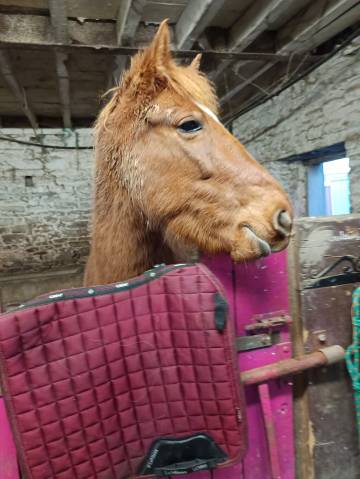 Poney d type welsh 7 ans 1.47 porteur hongre