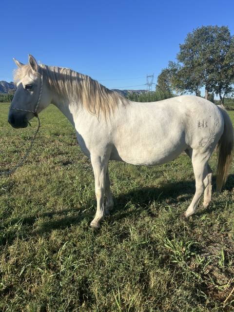 Jument camargue 