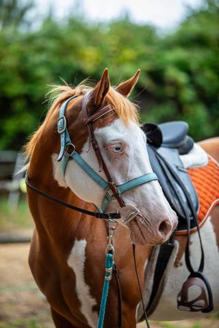 ​? paint horse apha – montée, modèle porteur 
