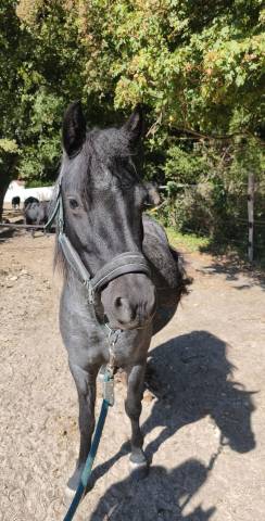 Ponette c 4 ans