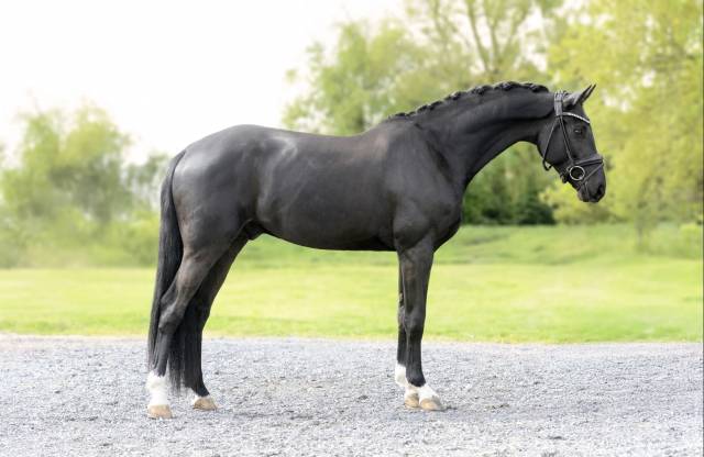 Hongre - selle français - 5 ans - dressage - france