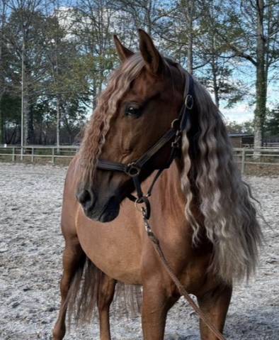 à vendre imperioso pre
