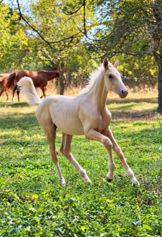 Poulain sport palomino z