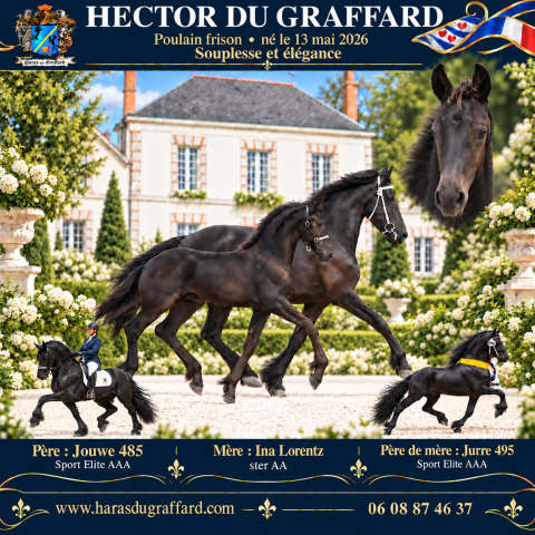 Hector du graffard poulain frison ne le 13/05/26