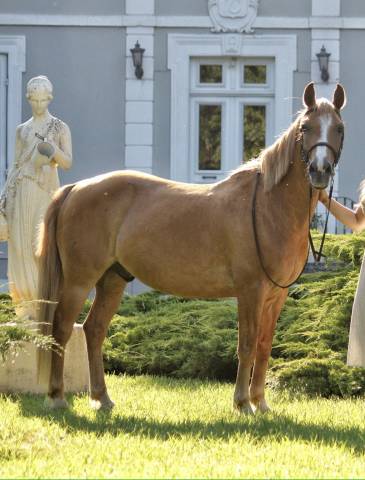 Recherche demi pension pour mon poney dans les landes