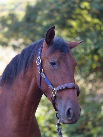 Jument pure race espagnole pre pp