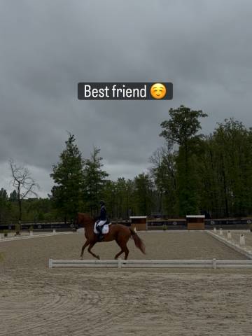 Best friend cheval dressage