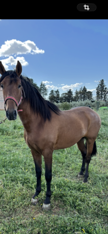 Pur race espagnole entier 5 ans