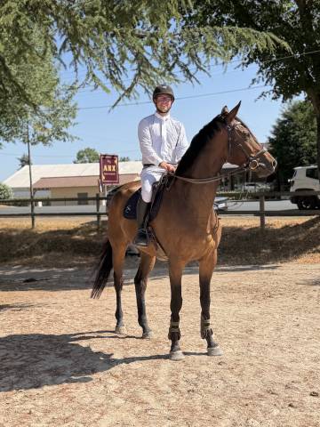 Cheval hongre 