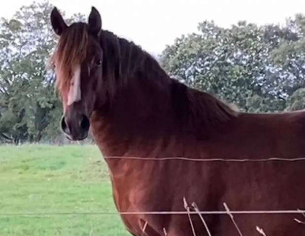 Vend cheval 1,55m, 5 ans, pré-debourré, entier