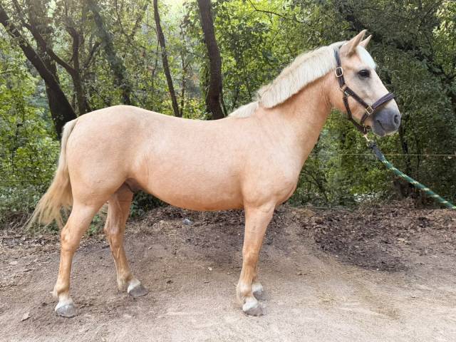 Poney connemara pp