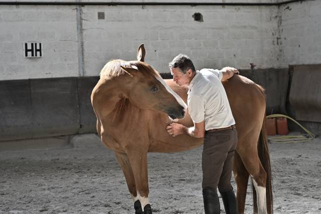 Jument de cso à vendre