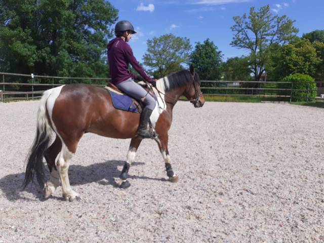 Cheval de loisir 6 ans