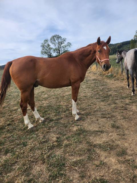 4 ans hongre canabis d'albain x veneur d'etenclin