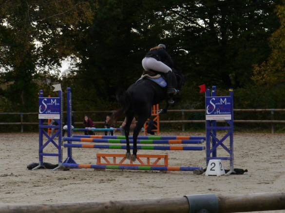 Jeune cheval de sport à vendre 