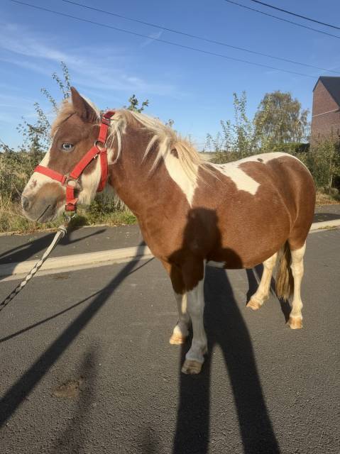 Ponette avec un œil bleus