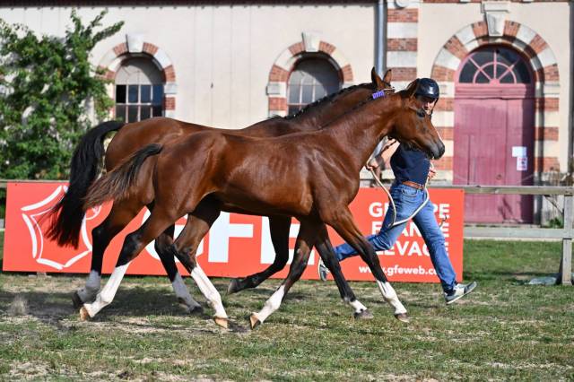 Foal selle français à vendre