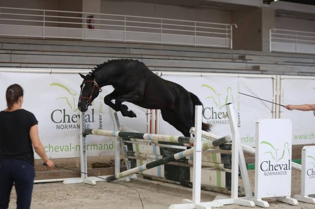 Poney d connemara 3 ans (male)