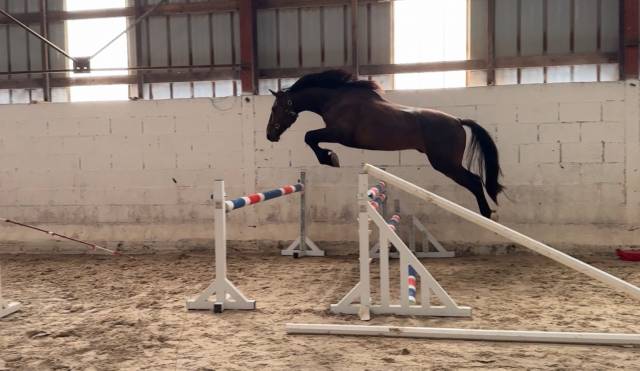 Cheval hongre 3 ans bai brun