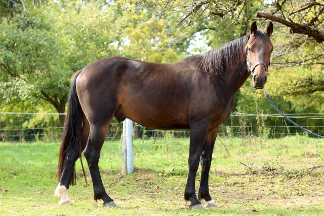 Cheval hongre 3 ans bai brun